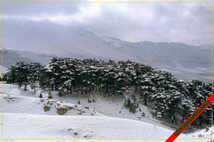 Forest of the Cedars